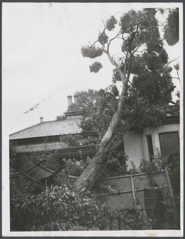 40 year old tree struck a fence and narrowly missed a house at Footscray, c. 1951
