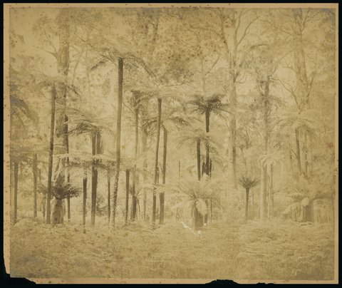 Cluster of mountain tree [ferns, Dandenong Ranges?, Vic.], c. 1875