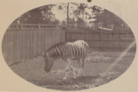 The zebra, Melbourne Zoo [Vic.], 1897–1901
