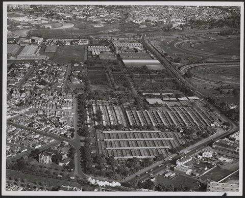 Aerial view looking west showing Kensington Stock and Sale Yards, 1953