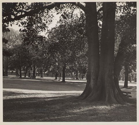 Glimpse of the Fitzroy Gardens, 1950?