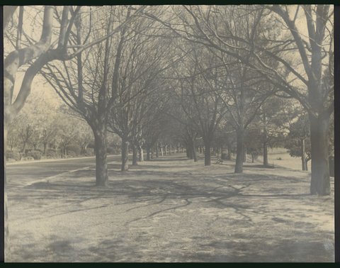 [Alexandra Avenue, Melbourne], c. 1935