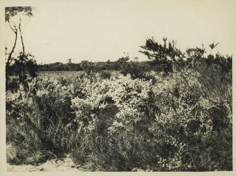 Spring, Frankston 1932, [Vic.]