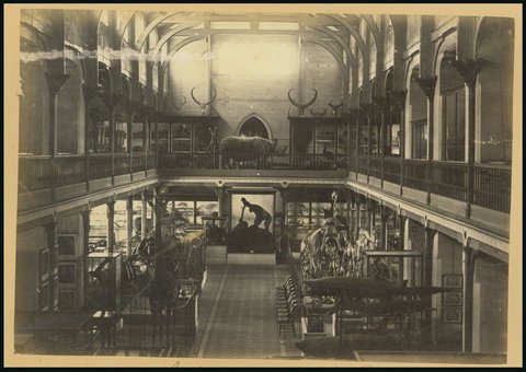 Interior of the Museum, [Melbourne, Vic.], c. 1880