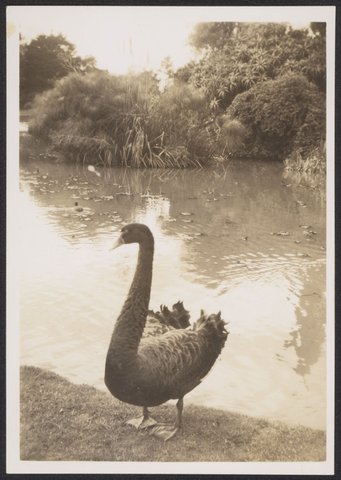Melbourne, taken in the Botanical Gardens, 1941