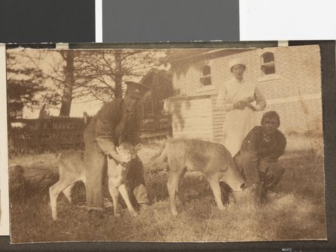 [Soldiers feeding calves, Hethersett Private Repatriation Hospital, Burwood, Vic.], 1914–20