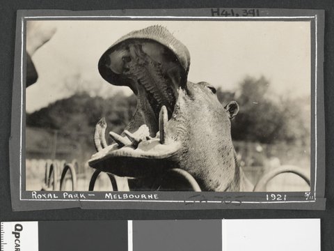 Animals at the Royal Melbourne Zoo, 1921