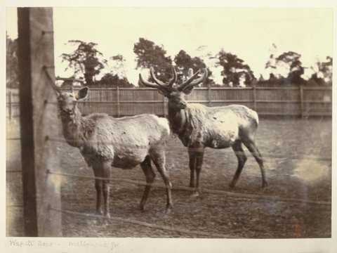 Wapiti deer, Melbourne Zoo, 1897–1901