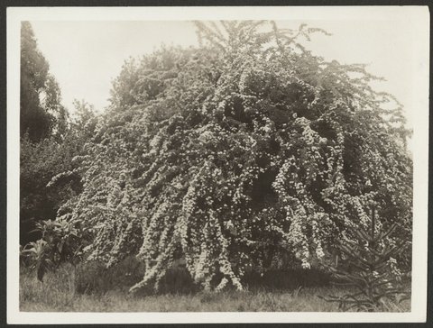 Hawthorn tree between the path to the house and the front fence, 1915–54