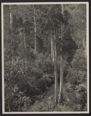 Typical Victorian bush, Dandenong Ranges, 1920–30