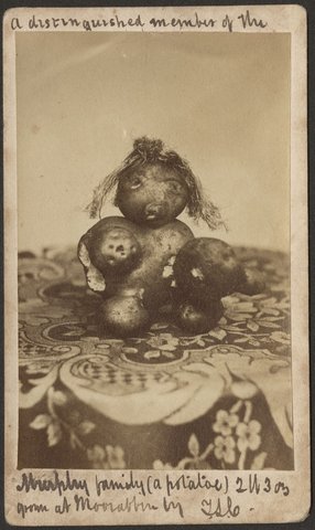 A distinguished member of the Murphy family (a potato) 2 lb 3 oz, grown at Moorabbin by T.S.L, 1870–90