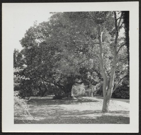 View of houses and large gardens, possibly Alma Road, Camberwell, 1940–50
