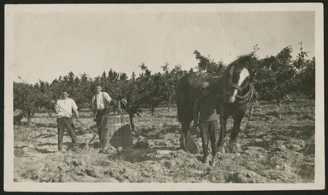 Apple Orchard Blackburn, 1928