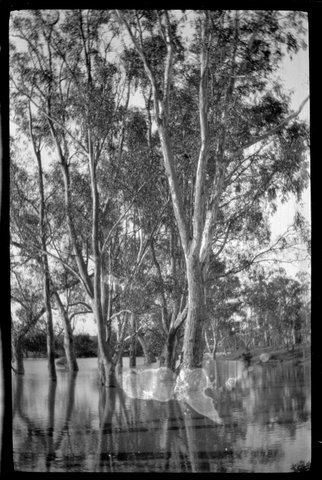 Collection of flexible base negatives showing the Yarra River in flood, 1920–30