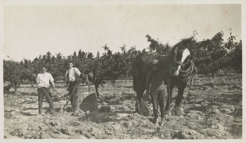 Apple Orchard Blackburn, 1928