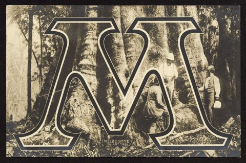 Melbourne giant tree, 1911?
