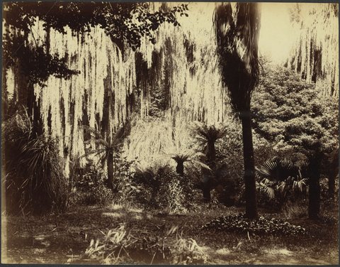 Fitzroy Gardens, 1888?
