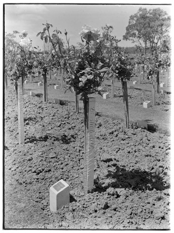 Emilie Ritchie's memorial rose 'shot silk', oak lawn, Springvale Cemetery, 1950?