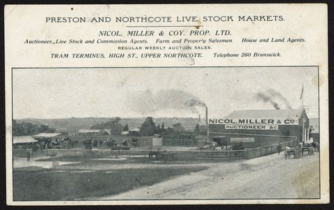 PRESTON AND NORTHCOTE LIVE STOCK MARKETS. NICOL, MILLER & COY. PROP. LTD, c. 1906