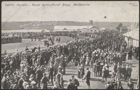 Cattle Parade : Royal Agricultural Show, Melbourne, c. 1908