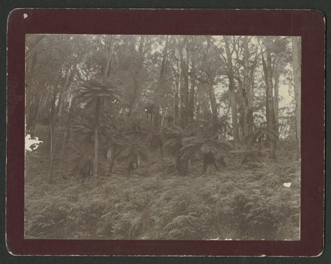 Ferns in bushland, unidentified location, possibly the Dandenong Ranges, 1930–40