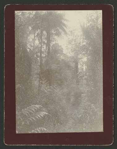 Ferns in bushland, unidentified location, possibly the Dandenong Ranges, 1930–40