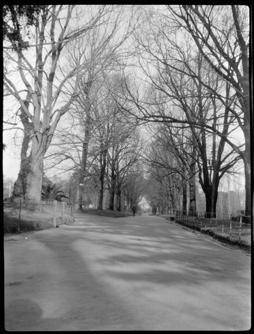 Fitzroy Gardens, tree lined paths, Victoria, 1916–21