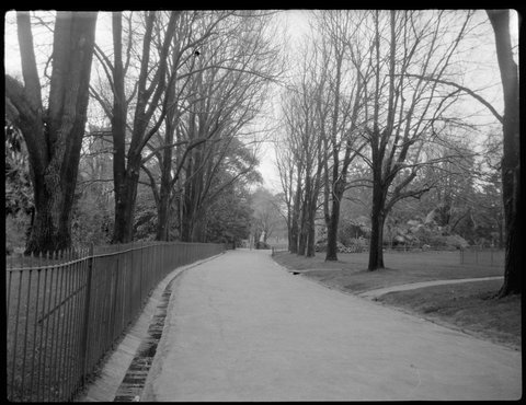 Fitzroy Gardens, tree lined paths, Victoria, 1916–21