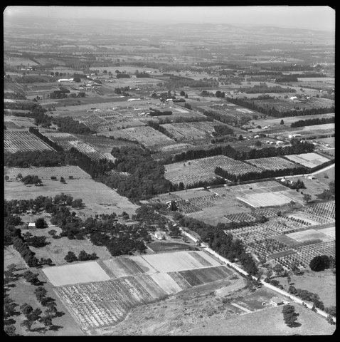 Aerial views of orchards in Box Hill area, Victoria, 1953