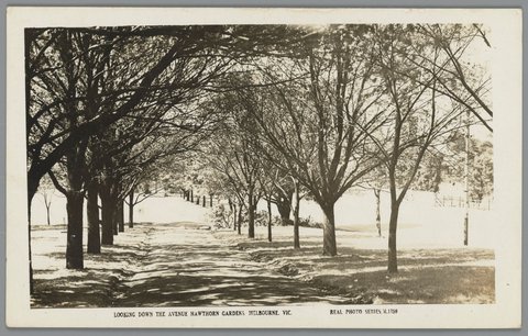 LOOKING DOWN THE AVENUE HAWTHORN GARDENS, MELBOURNE, VIC, c. 1907