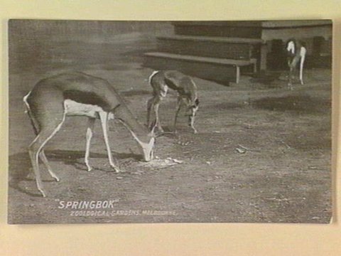 "SPRINGBOK" ZOOLOGICAL GARDENS, MELBOURNE, c. 1907