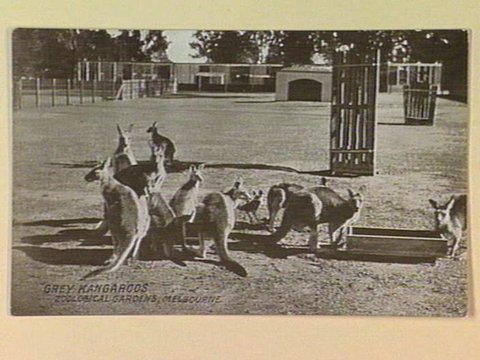 "GREY KANGAROOS" ZOOLOGICAL GARDENS, MELBOURNE, c. 1907