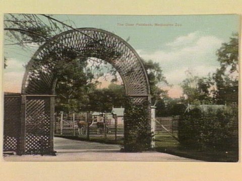 The Deer Paddock, Melbourne Zoo, c. 1906