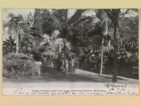 Group of Palms near Fern Gully, Botanical Gardens, Melbourne, c. 1906