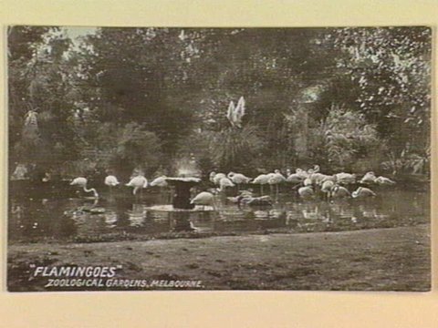 "FLAMINGOES" ZOOLOGICAL GARDENS, MELBOURNE, c. 1906