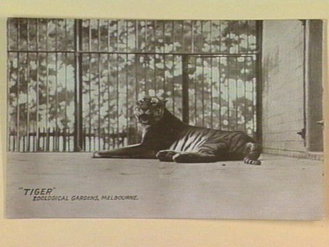 "TIGER" ZOOLOGICAL GARDENS, MELBOURNE, c. 1906