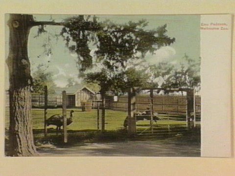 Emu Paddock, Melbourne Zoo, c. 1906