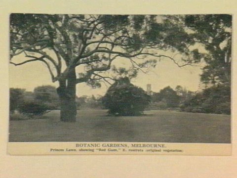 BOTANIC GARDENS, MELBOURNE. Princes Lawn, showing "Red Gum," E. rostrata (original vegetation), c. 1924