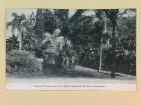 Group of Palms near Fern Gully, Botanical Gardens, Melbourne, 1905–14