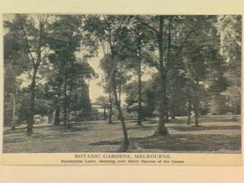 BOTANIC GARDENS, MELBOURNE. Eucalyptus Lawn showing over thirty Species of the Genus, 1905–14