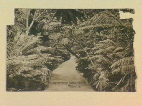 The Fern Gully, Bontanic Gardens, Melbourne, 1905–14