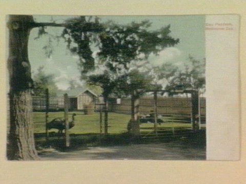 Emu Paddock, Melbourne Zoo, c. 1907