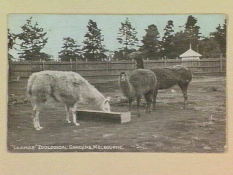 "Llamas" Zoological Gardens, Melbourne, 1905–14
