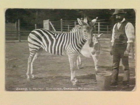 Zebra & Keeper. Zoological Gardens, Melbourne, 1905–14