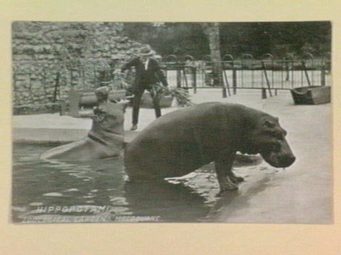 HIPPOPOTAMI. ZOOLOGICAL GARDENS, MELBOURNE, 1910–30