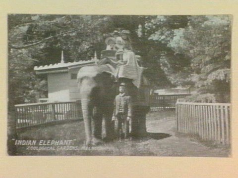 "INDIAN ELEPHANT" ZOOLOGICAL GARDENS, MELBOURNE, 1910–30