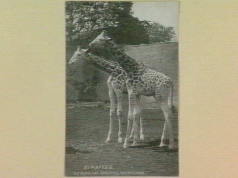 GIRAFFES. ZOOLOGICAL GARDENS, MELBOURNE, 1910–30