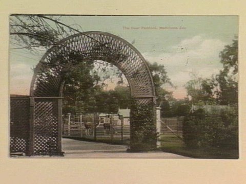 The Deer Paddock, Melbourne Zoo, 1905–12
