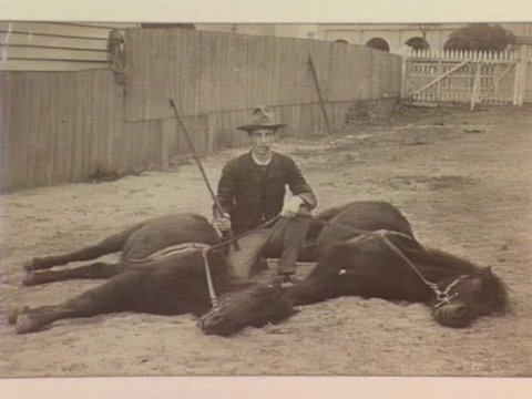 Ponies, St. Kilda, 1865–95