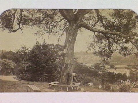 Royal Botanic Gardens, Melbourne, c. 1870
